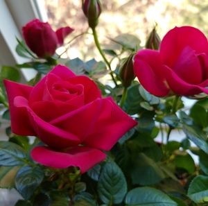 Meet your Posher, Gordian